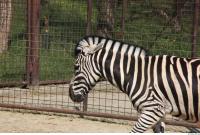 Zebra 0059