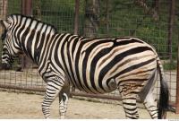 Zebra 0060