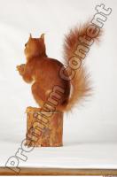 Squirrel-Sciurus vulgaris 0006