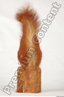 Squirrel-Sciurus vulgaris 0008