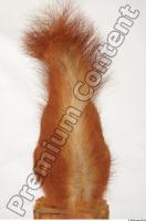 Squirrel-Sciurus vulgaris 0009