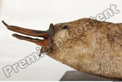 Head Duckbill