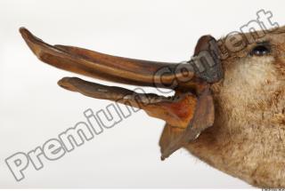 Duckbill-Ornitorhynchus anatinus 0003
