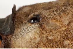 Eye Duckbill