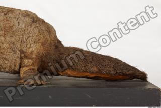 Duckbill-Ornitorhynchus anatinus 0007