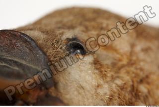 Duckbill-Ornitorhynchus anatinus 0011
