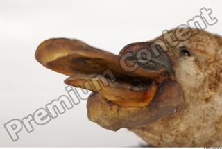 Duckbill-Ornitorhynchus anatinus 0012