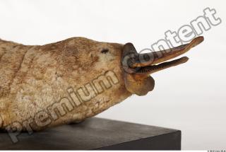 Duckbill-Ornitorhynchus anatinus 0022