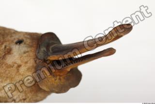 Duckbill-Ornitorhynchus anatinus 0025