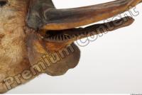 Duckbill-Ornitorhynchus anatinus 0027