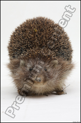  Hedgehog - Erinaceus europaeus # 3 