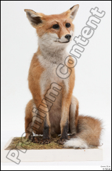  Fox # 2 