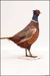  Pheasant # 2 
