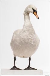 Mute swan (Cygnus Olor)