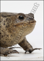  Toad # 2 (Bufo bufo) 