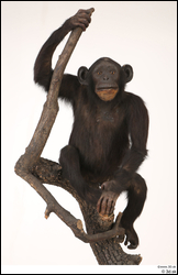  Chimpanzee Bonobo 