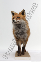  Red fox (Vulpes vulpes)
