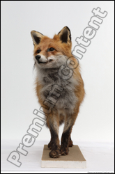  Red fox (Vulpes vulpes)