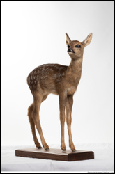  Deer doe (Capreolus capreolus)