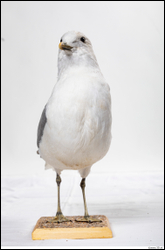  Common gull Larus Canus 