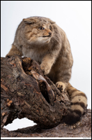  Wildcat Felis silvestris 