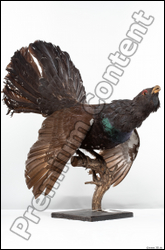  Western capercaillie 