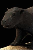 3D Scan of Hippopotamus