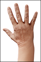 Retopologized 3D Hand scan Maliah Sargent European female