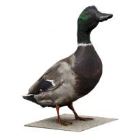 Base Scan Duck Male