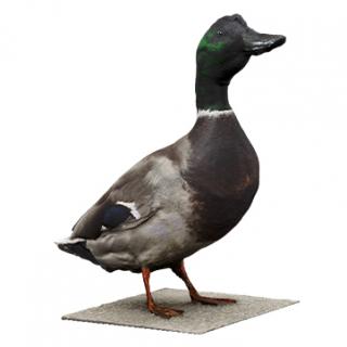 Duck Male Animal Base Scan