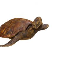 Turtle Animal Base Scan