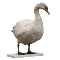 Big Swan Animal Base Scan