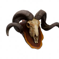 Mouflon Skull Animal Base Scan