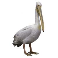 Base Scan Pelican