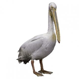 Pelican Animal Base Scan
