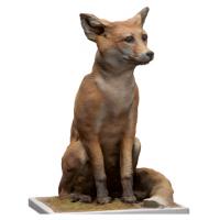 Base Scan Red fox
