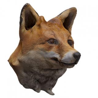 Fox Head Animal Base Scan