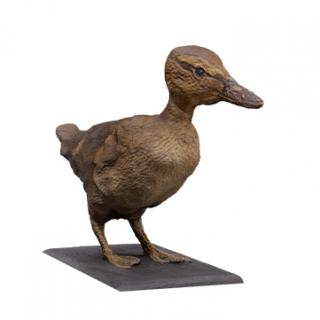 Mallard duck Animal Base Scan