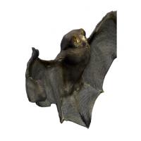 Bat Animal Base Scan