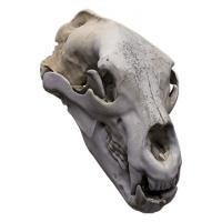 Skull Base Body Scan 